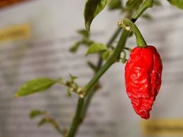 Ghost Chili Pepper Powder