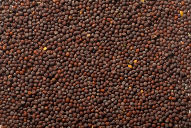 Whole Brown Mustard Seed (1 lb.)
