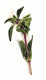 Whole Marjoram (0.3 oz)