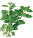 Whole Oregano (1 lb.)