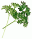 Whole Parsley (1 lb.)
