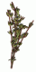 Ground Thyme (1 lb.)