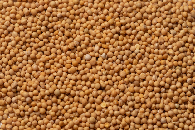 Whole Mustard Seed (1 lb.)