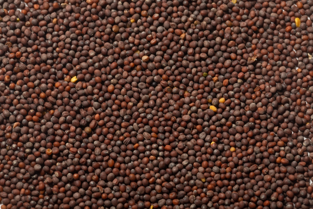 Whole Mustard Seed (1 lb.) - Click Image to Close